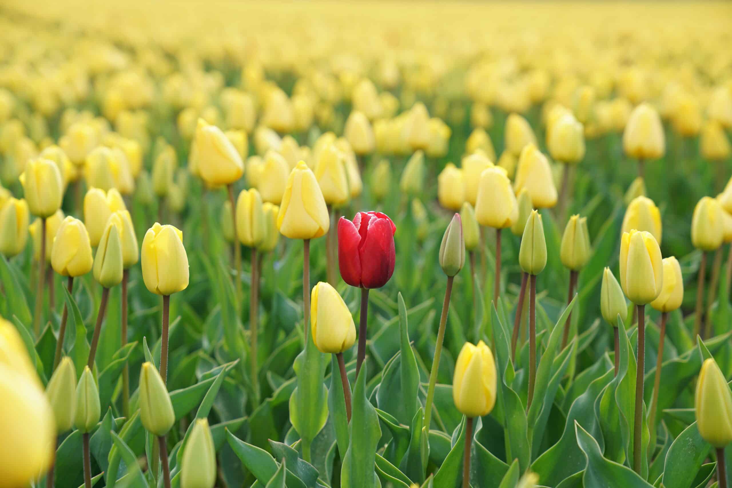 One red tulip in a field of yellow tulips.