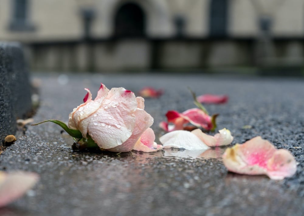 Rose bulb on the sidewalk in the rain with petals scattered.