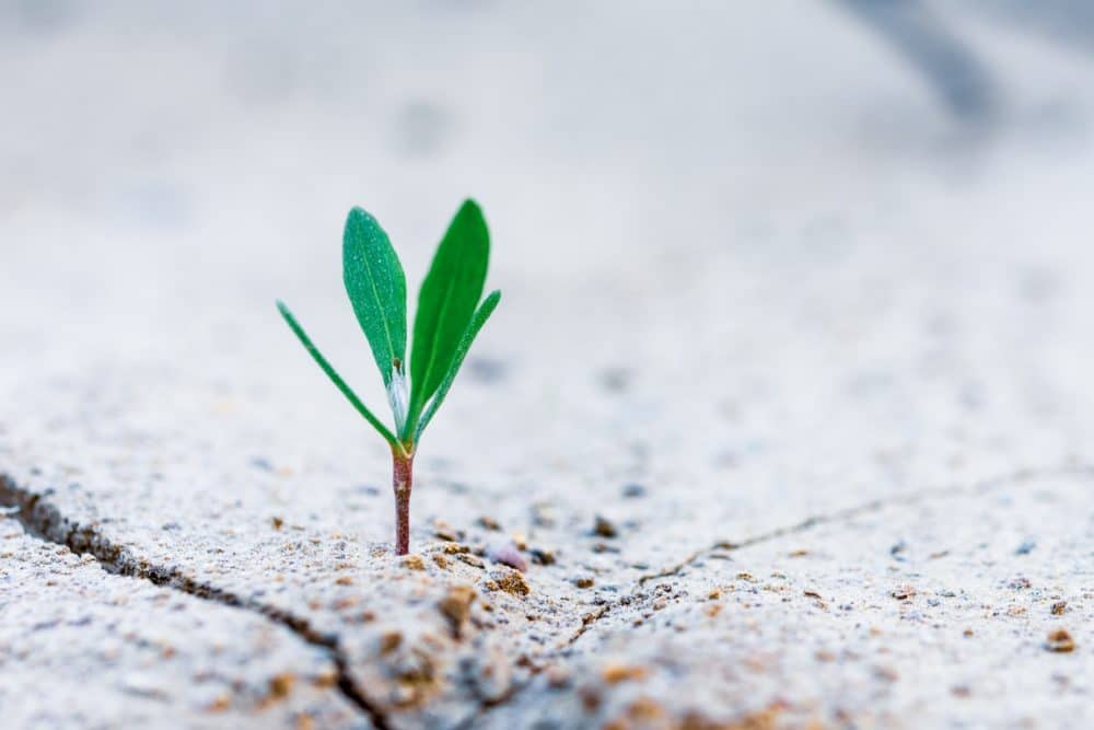 Green seedling growing through crack in sidewalk.
