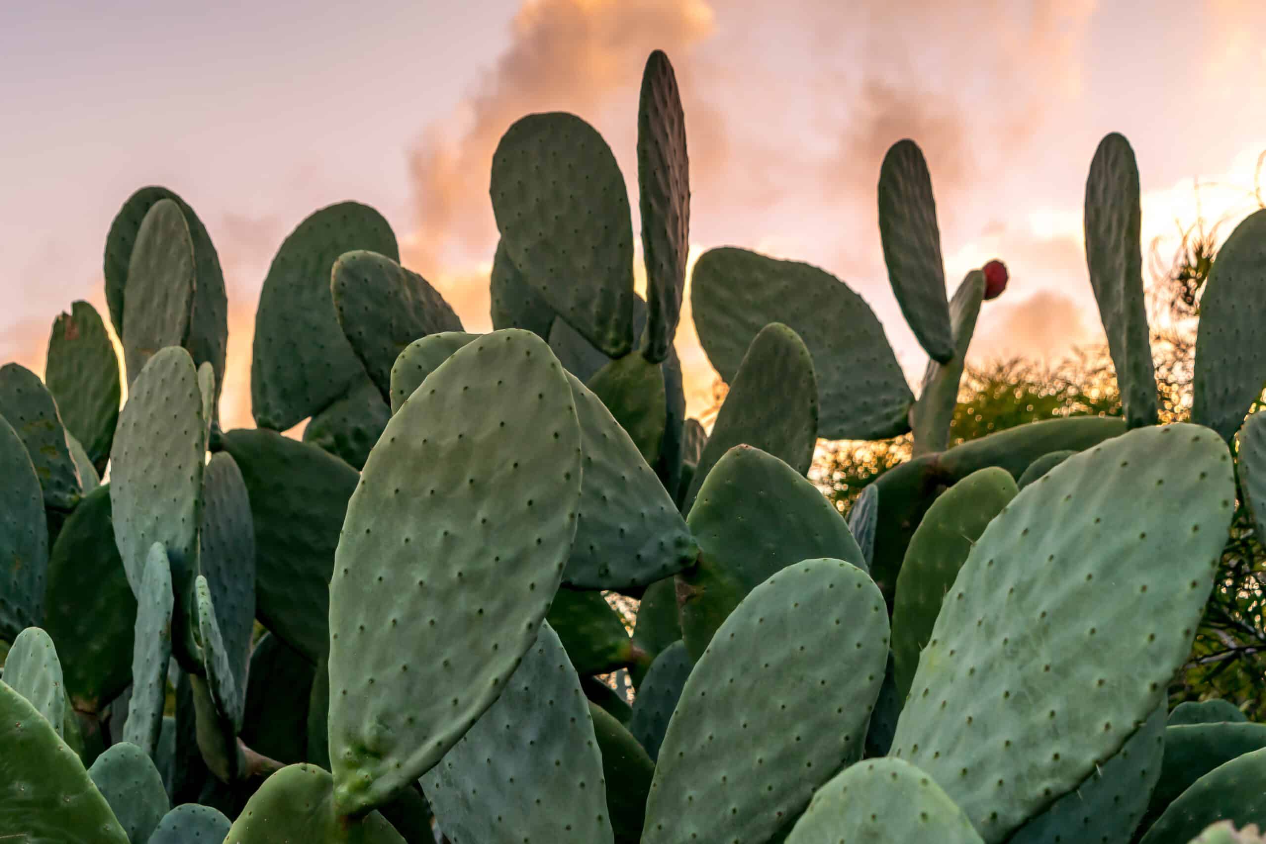 Cactuses outside during sunset.