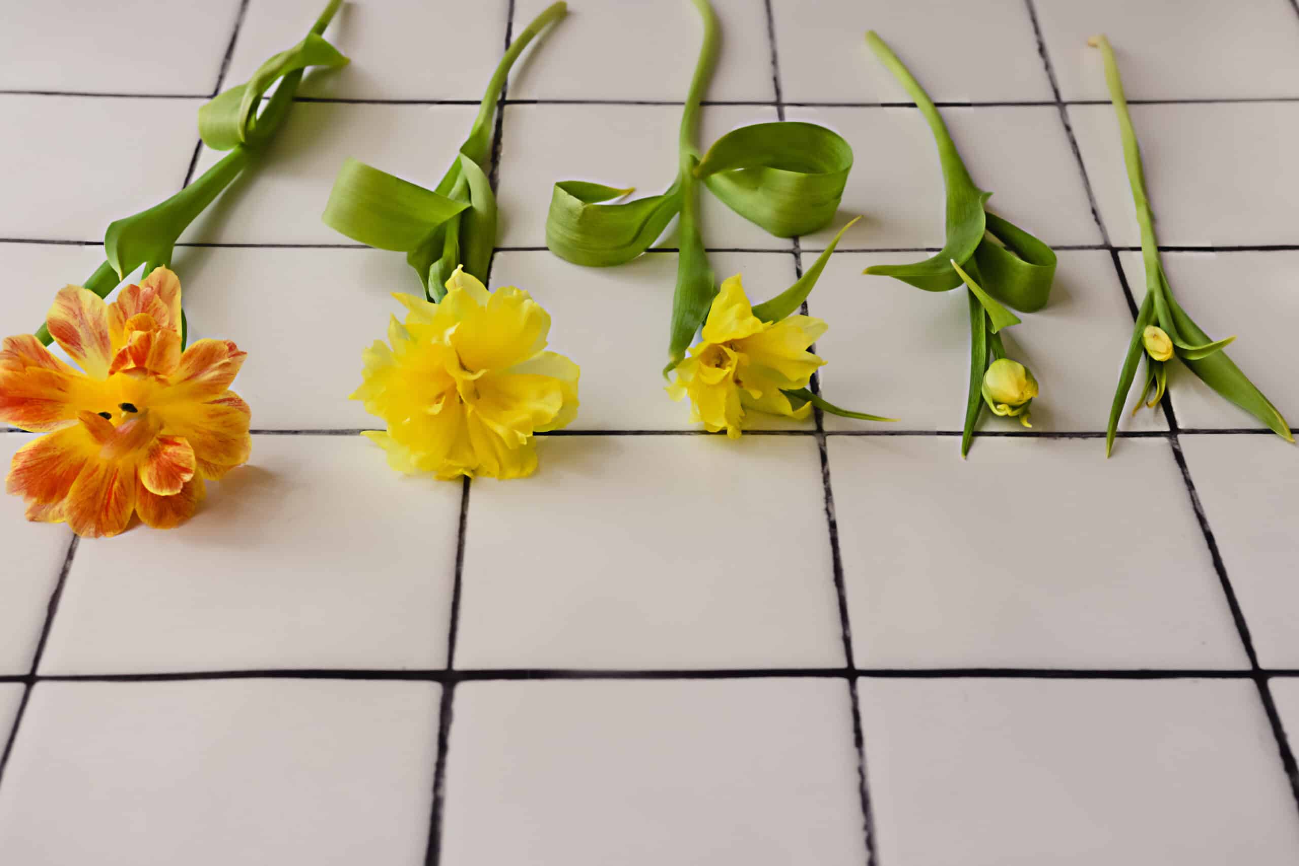 Yellow tulips laying on a tile floor at various life stages.