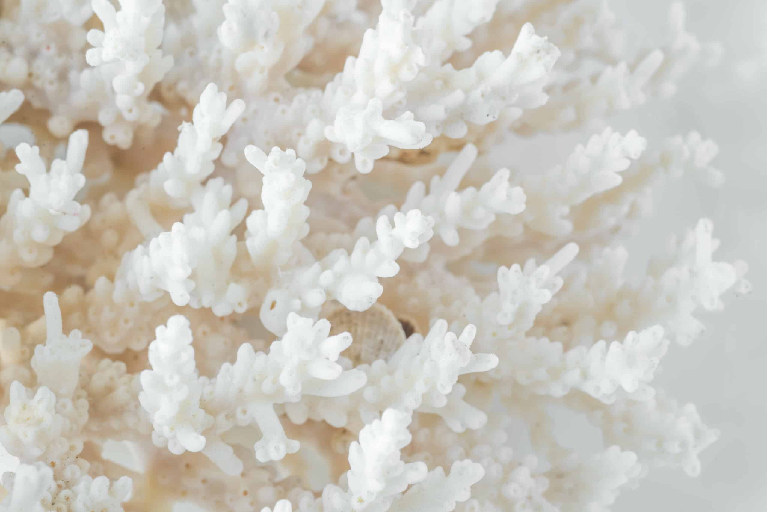 Woman walking on crosswalk in front of cars.