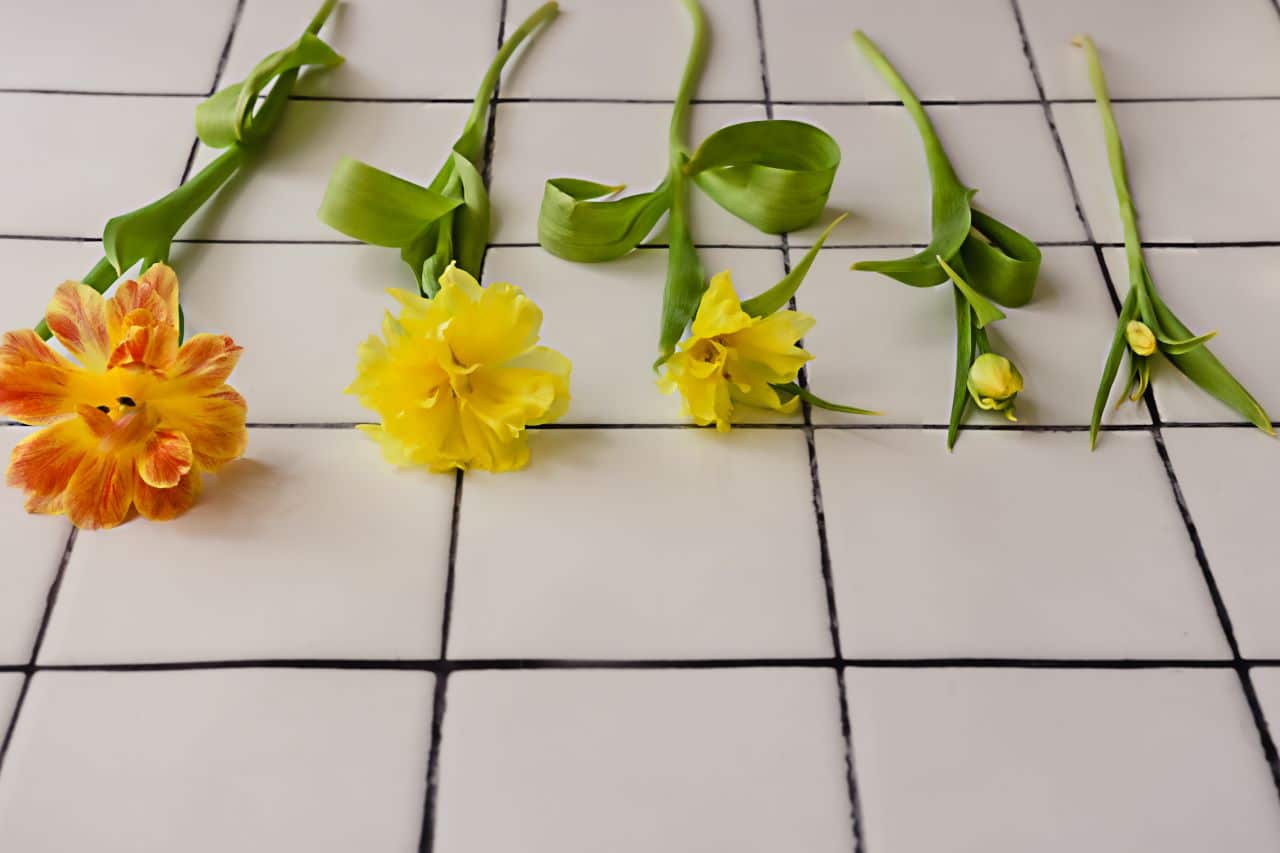 Yellow tulips with green stems at different stages of development laying on white tile floor.