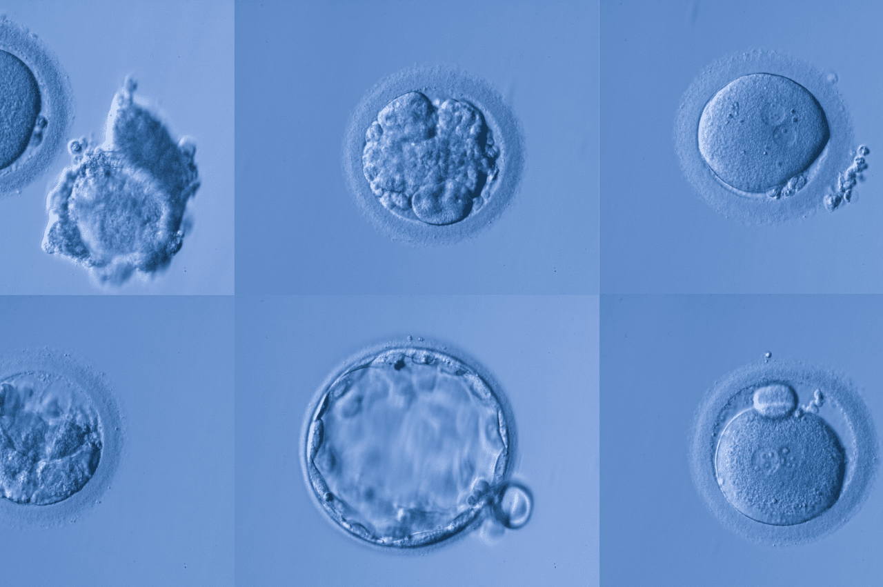 Six embryos in different developmental stages.