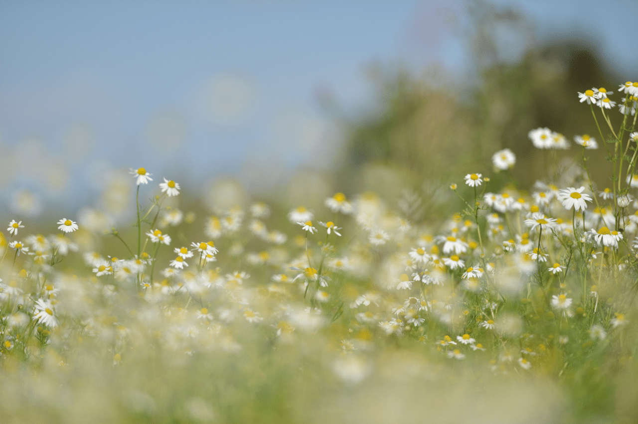 Field of small white flowers.