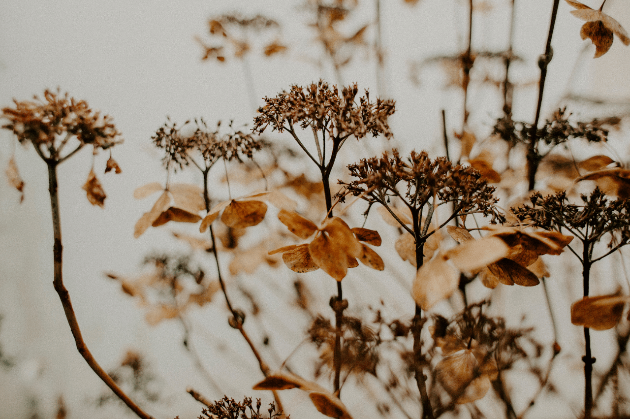 Portrait of a dried floral arrangement.