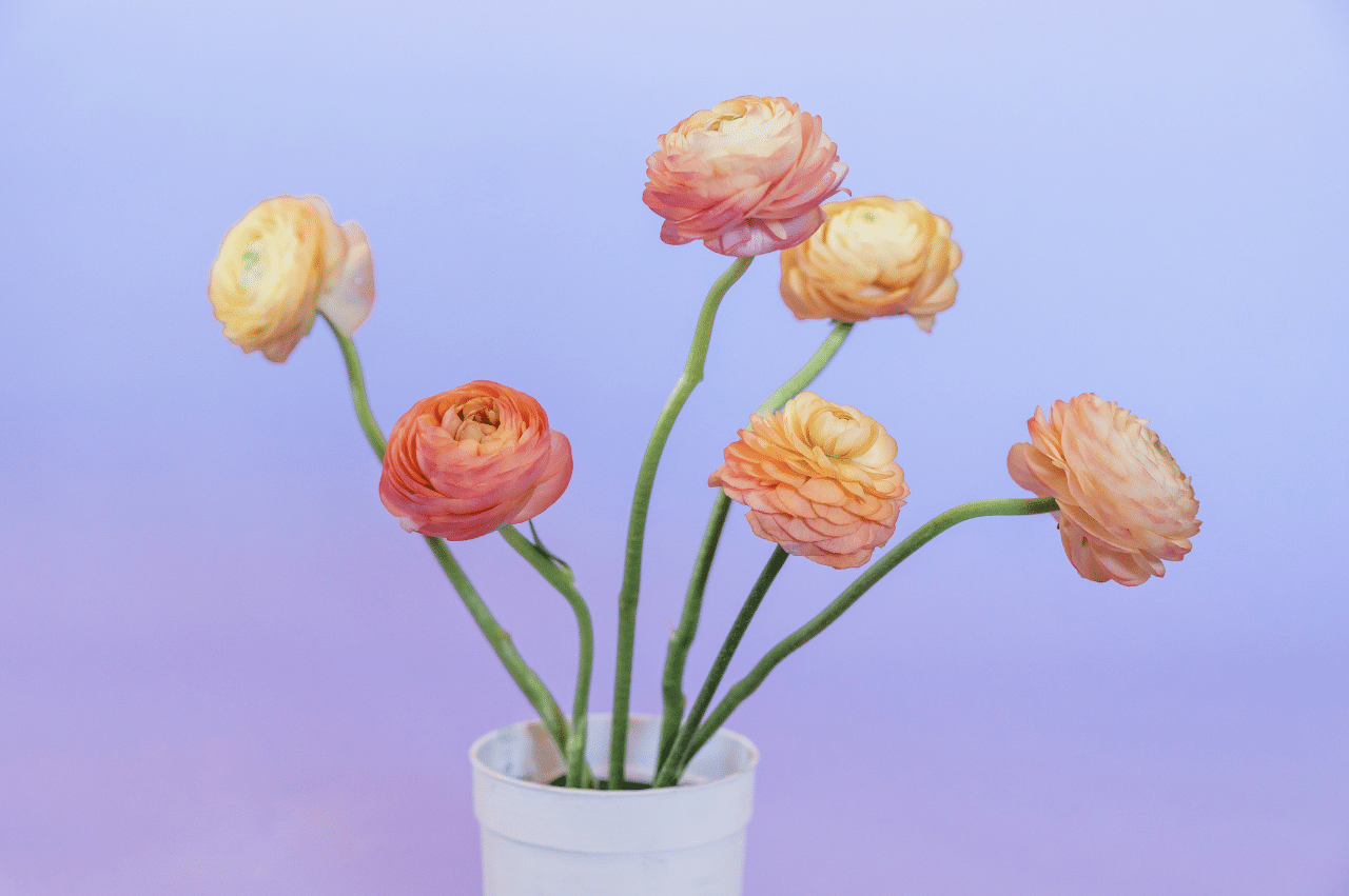 Dahlia stems in white vase with purple background.