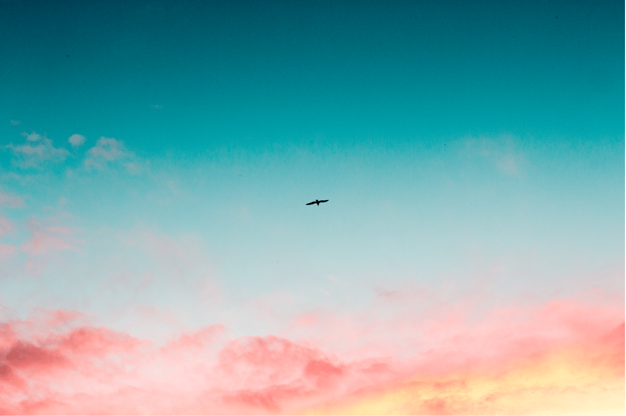 a bird flying in the sunset