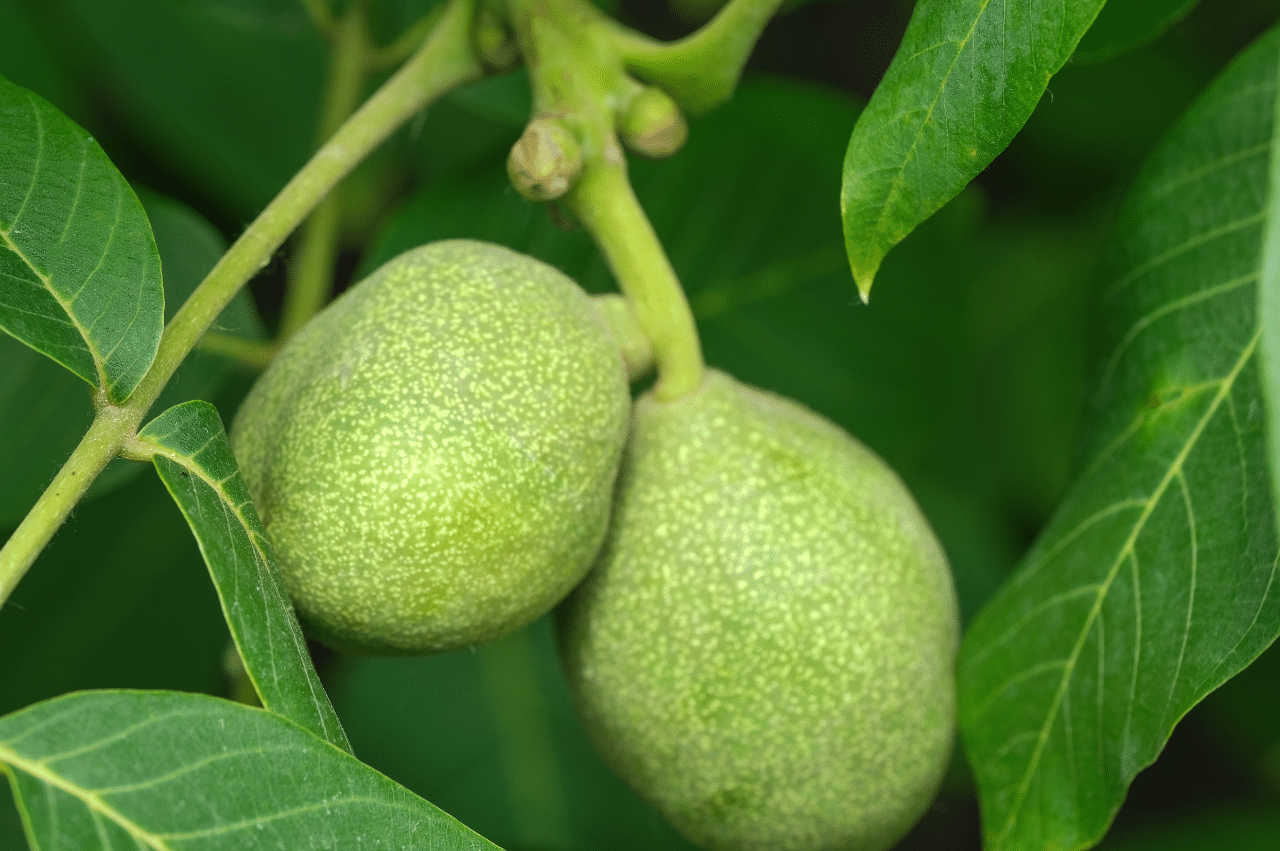 two green fruits on a tree