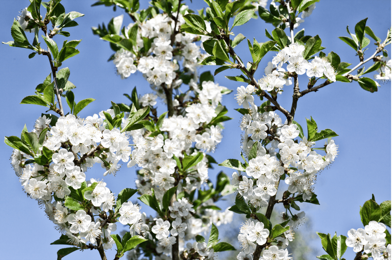 White flowers on tree