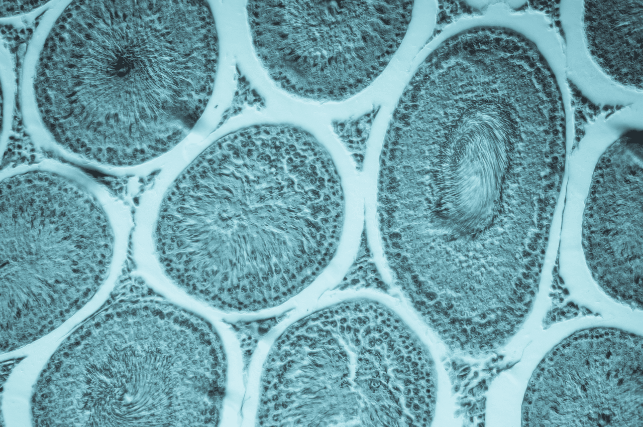 egg cells under a microscope