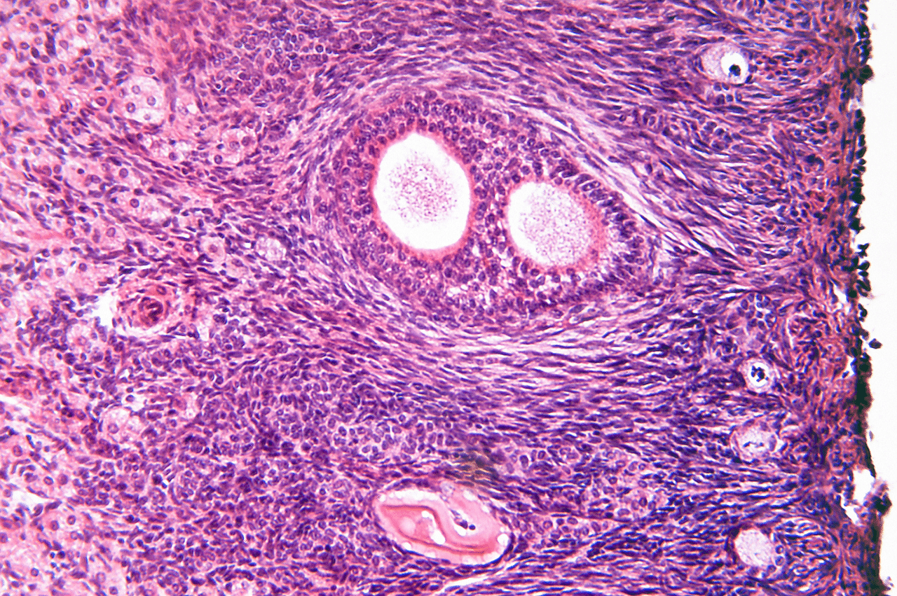 Egg cells under a microscope