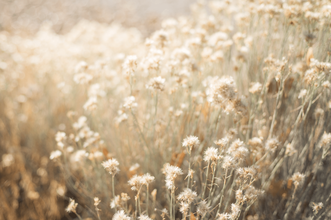 a close up image of dandelions in a field