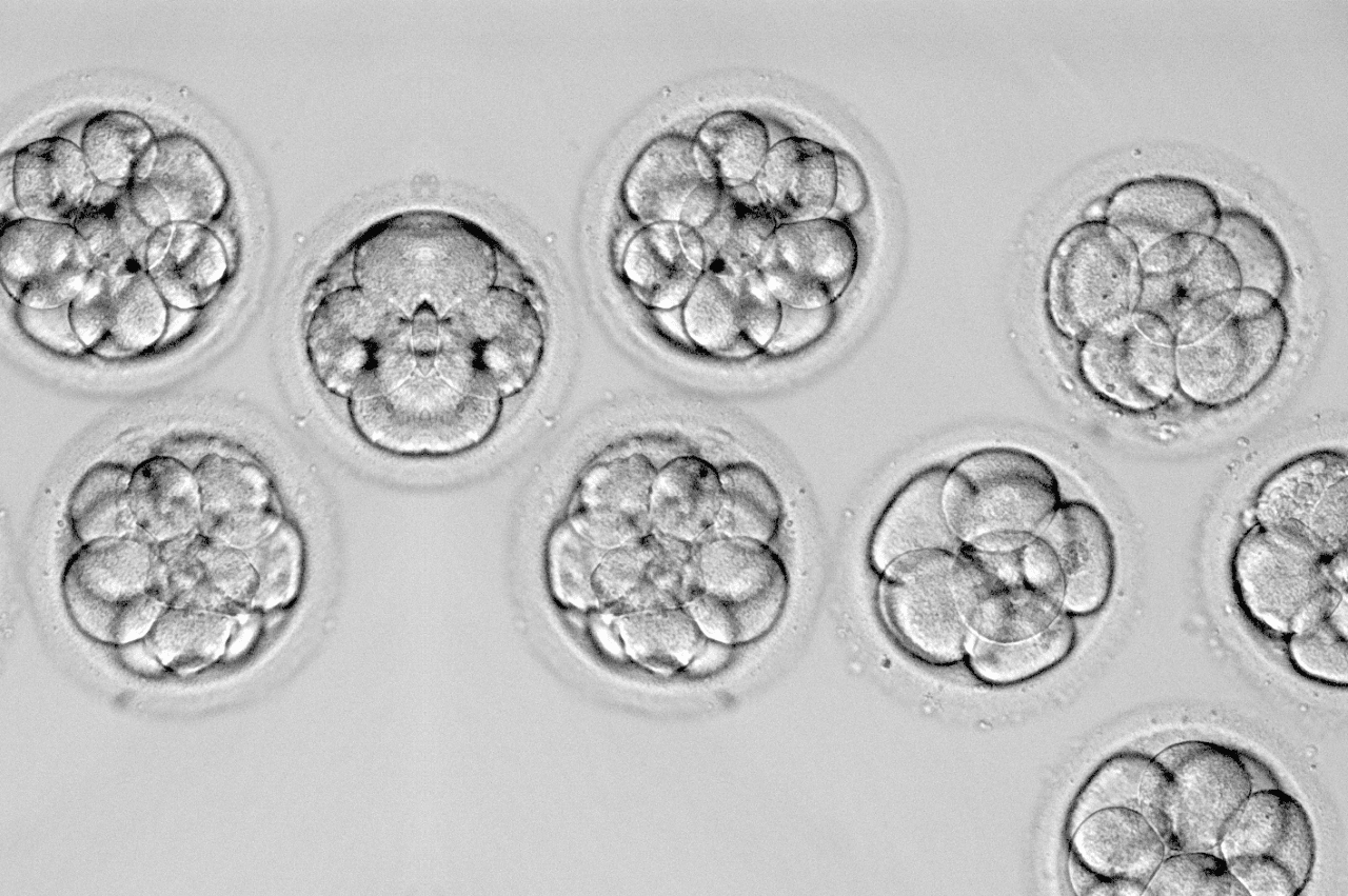 Microscopic view of embryos