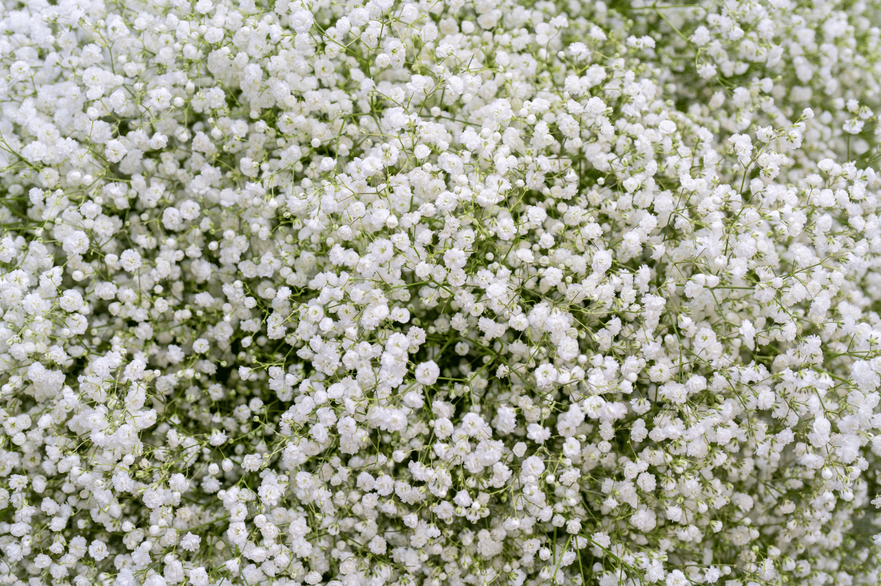 Cluster of little white flowers
