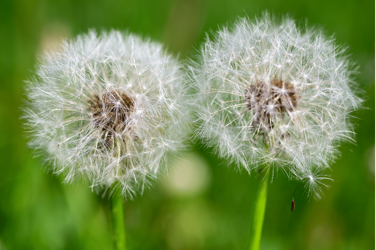 Close up of two dandelions
