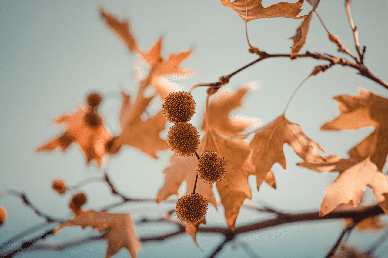Branches with a few brown leaves with spiky seeds