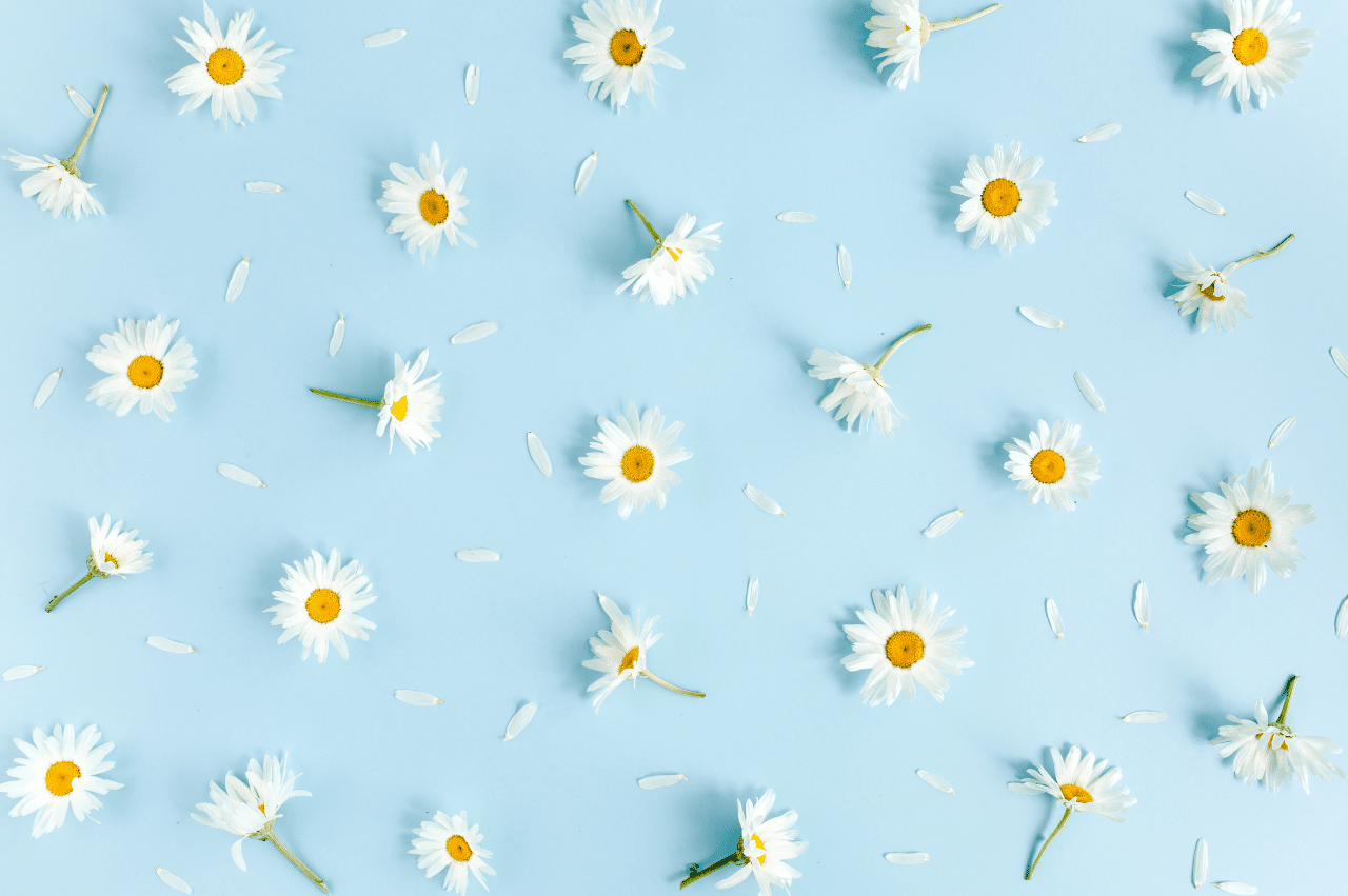 Daisies scattered on a light blue background with petals