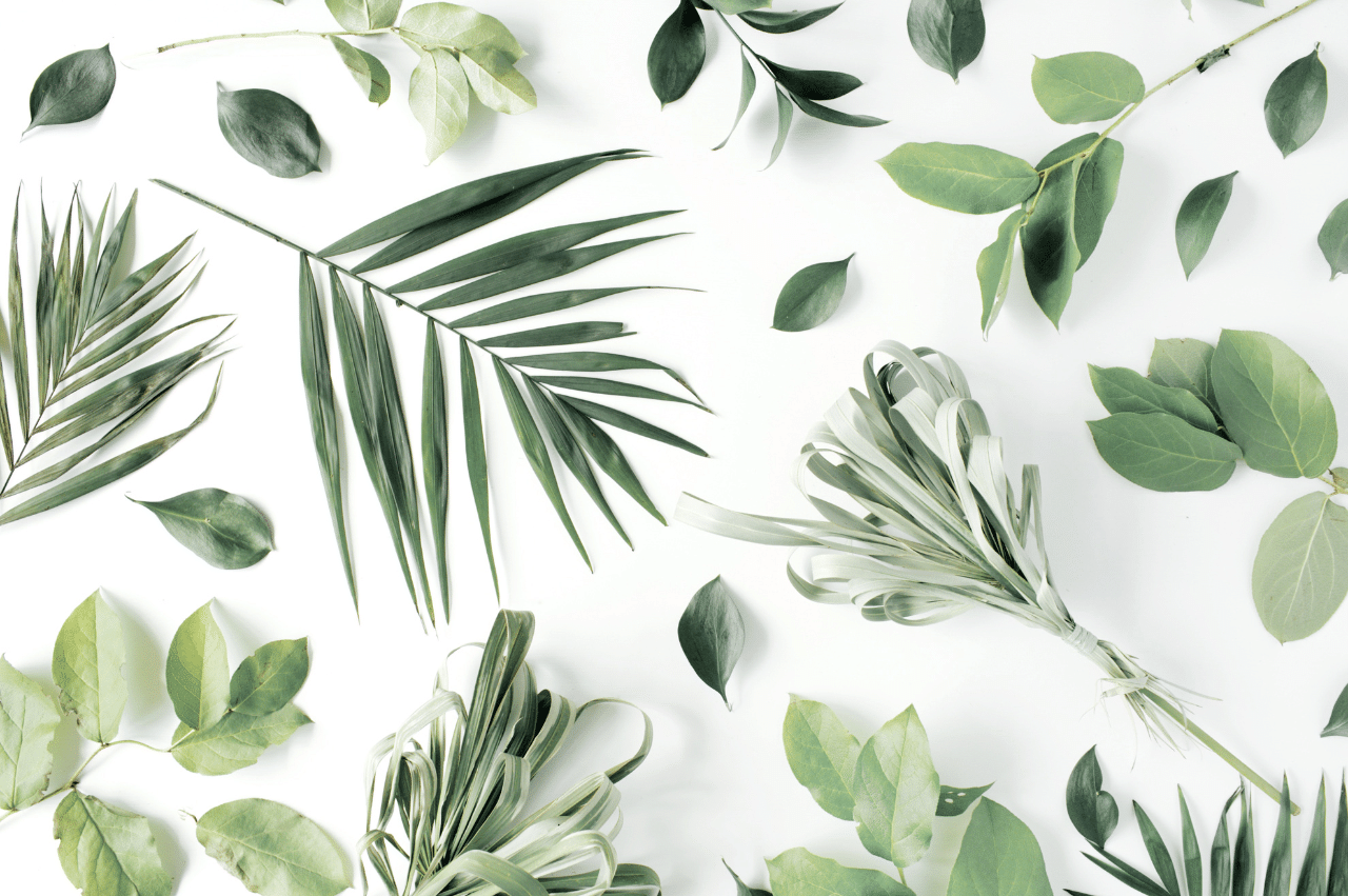 Different types of plant leaves on a white background.