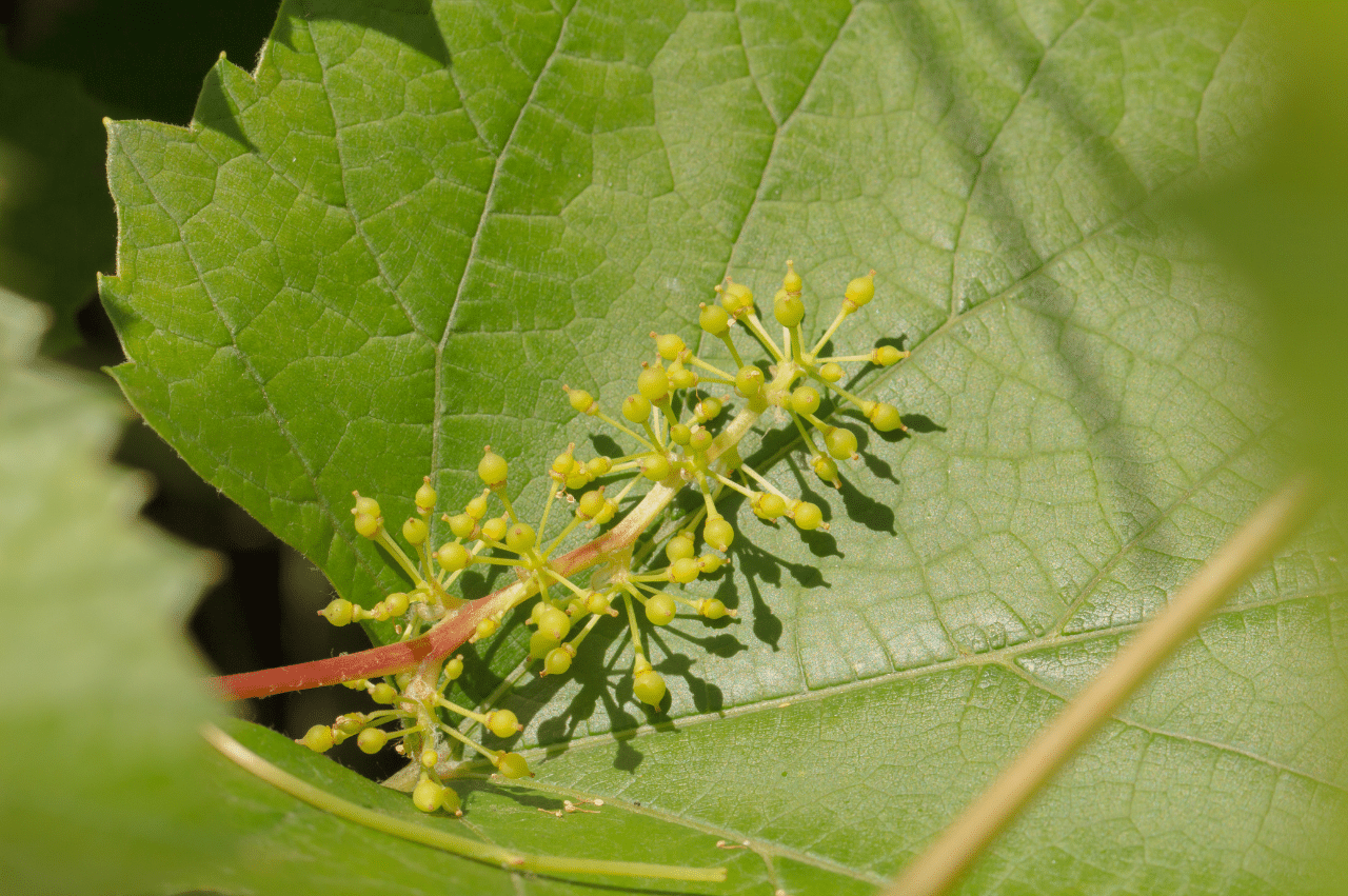 Photo of a leaf and a barely budding grapevine