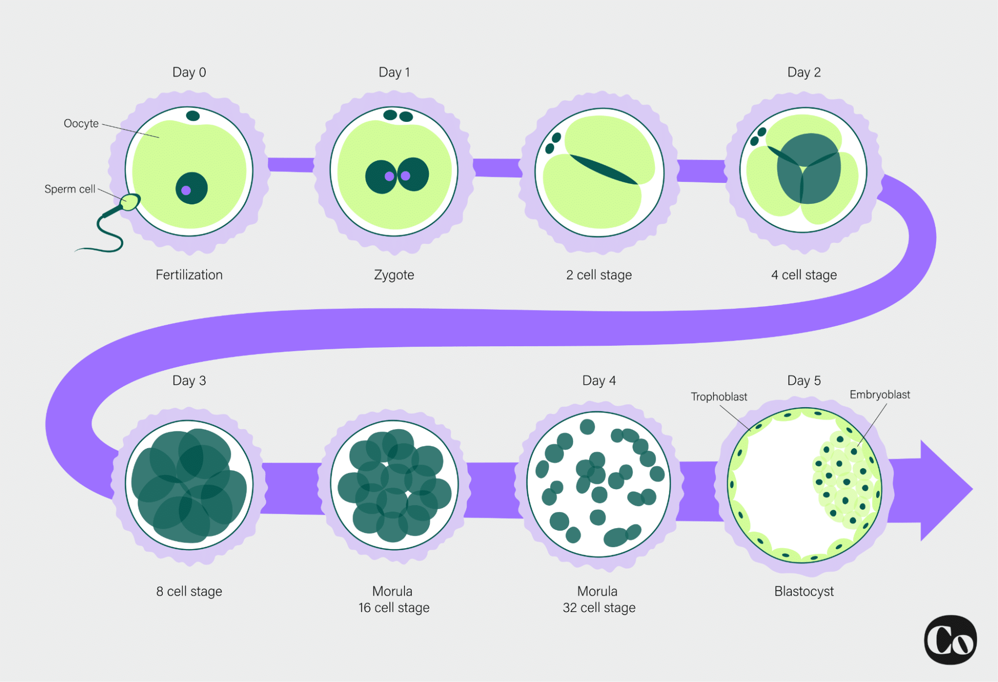 Graphic of the embryo development stages from day 1 to day 5. Going from fertilization