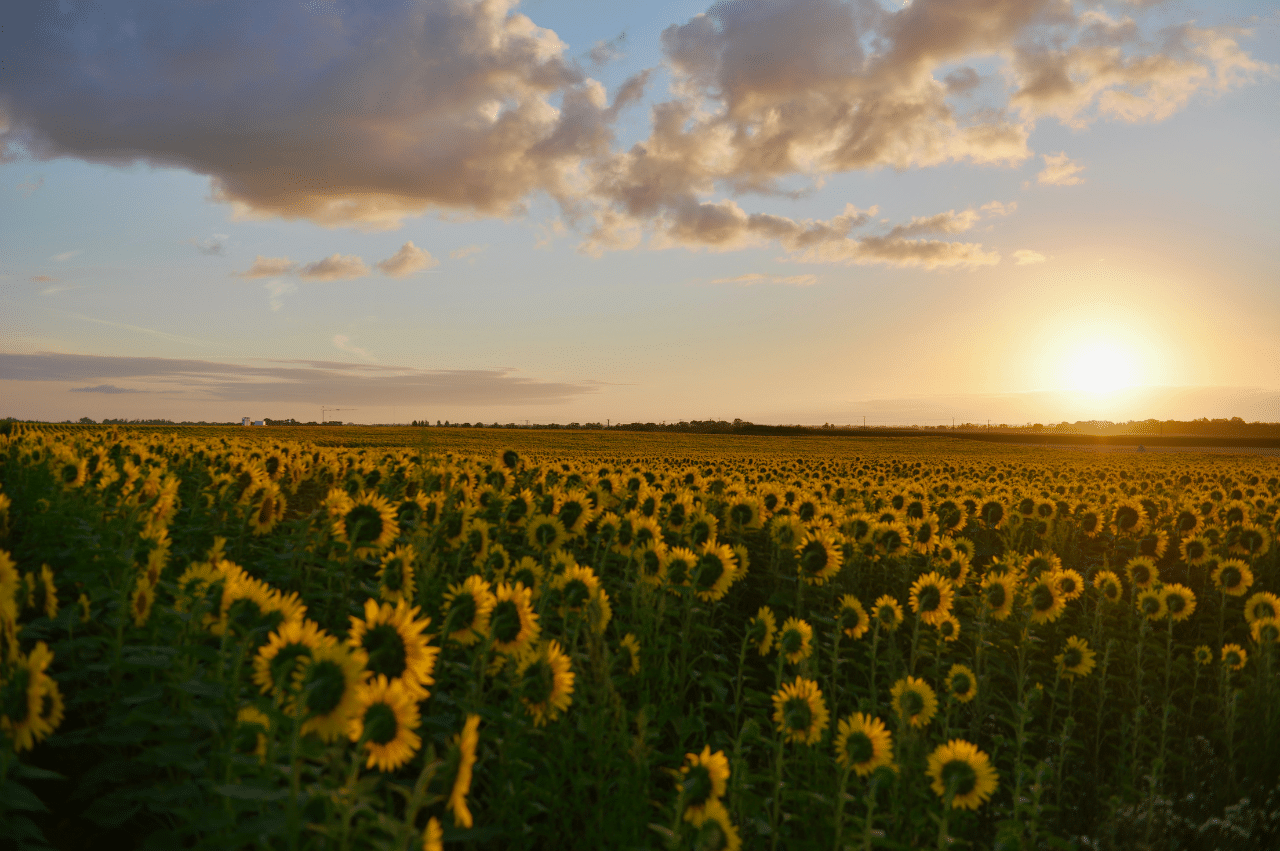 Photo of a sunflower field at sunrise/sunset