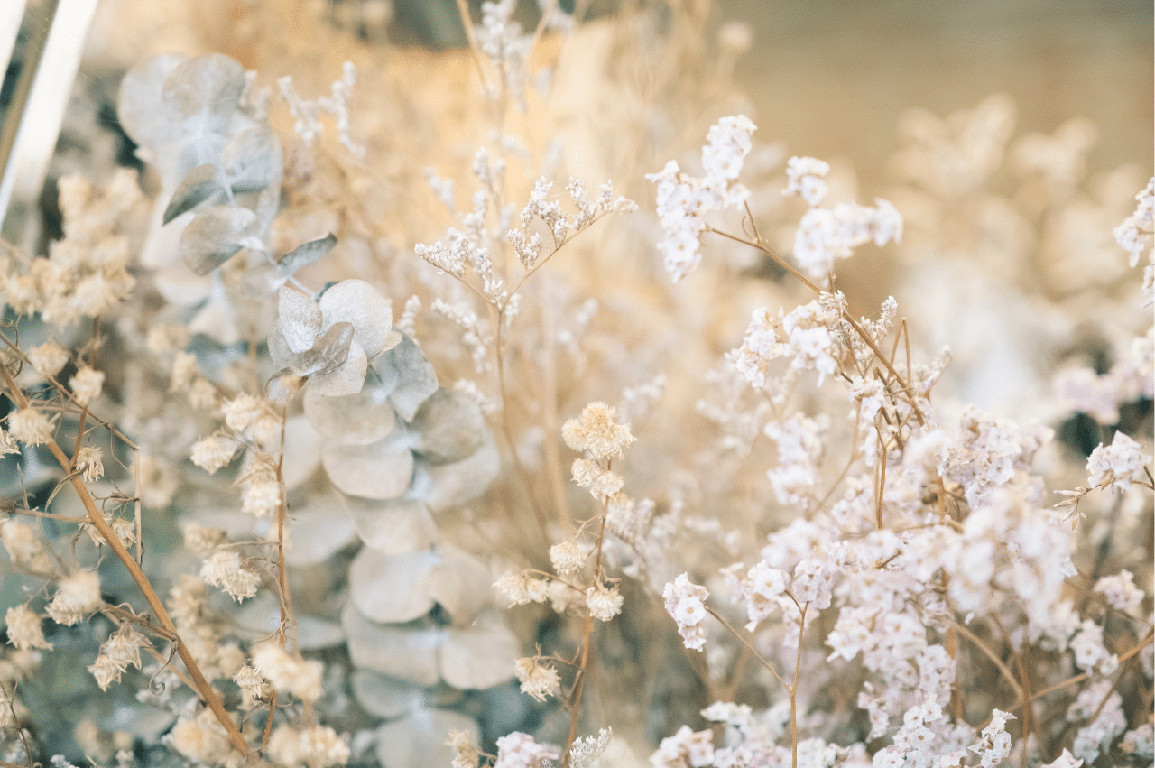 Photo of white stems with little flowers and leaves