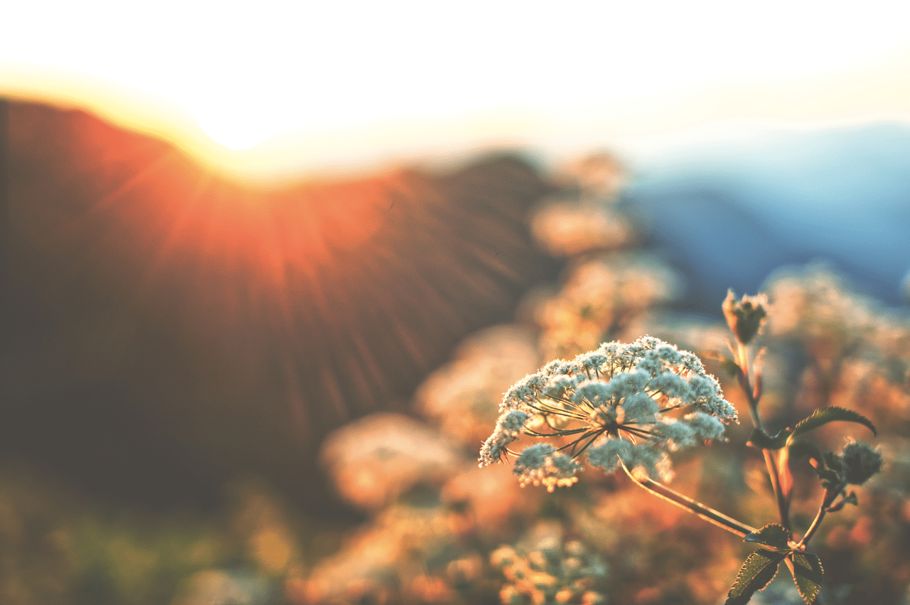 Photo of a flower with a blurred background of the sun rising behind mountains