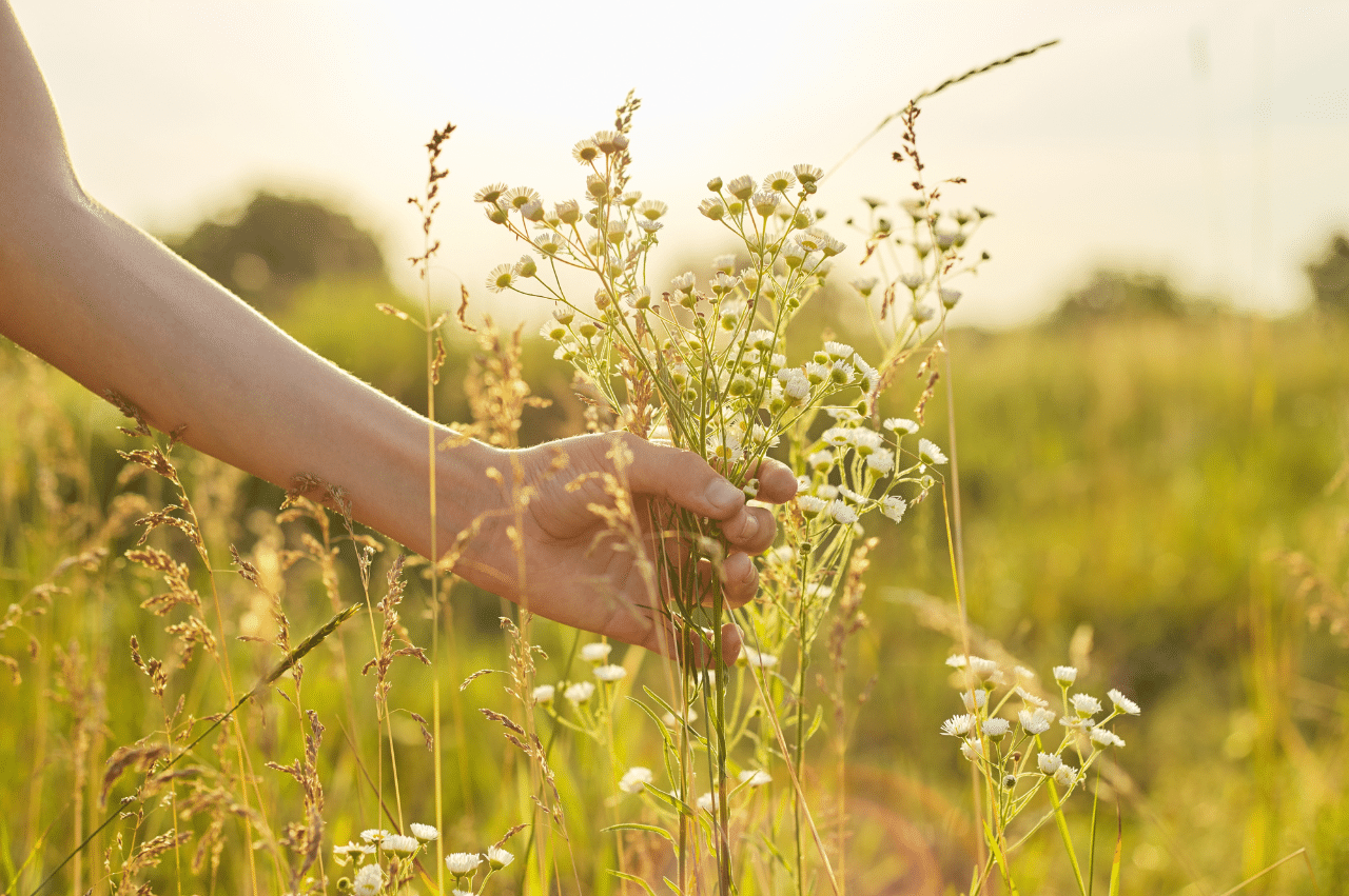 Photo of a hand collecting wildflowers in nature